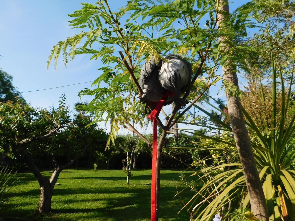 Villa Delle Vacanze Fiumefreddo di Sicilia Exterior foto